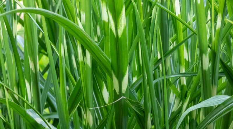 Porcupine Grass (Miscanthus sinensis)