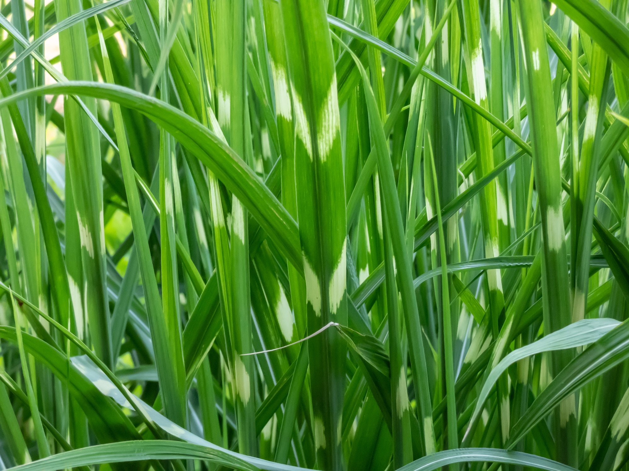 Porcupine Grass (Miscanthus sinensis)