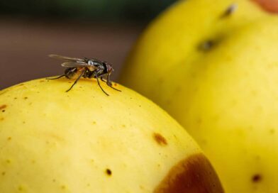 se débarrasser des mouches avec un fruit