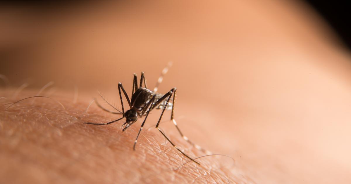 trois nouveaux décès imputés au chikungunya