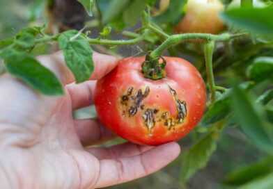 tomate-pourrie
