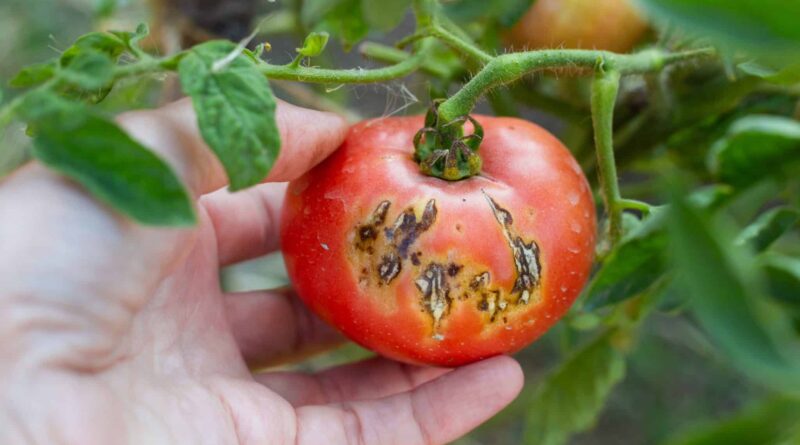 tomate-pourrie