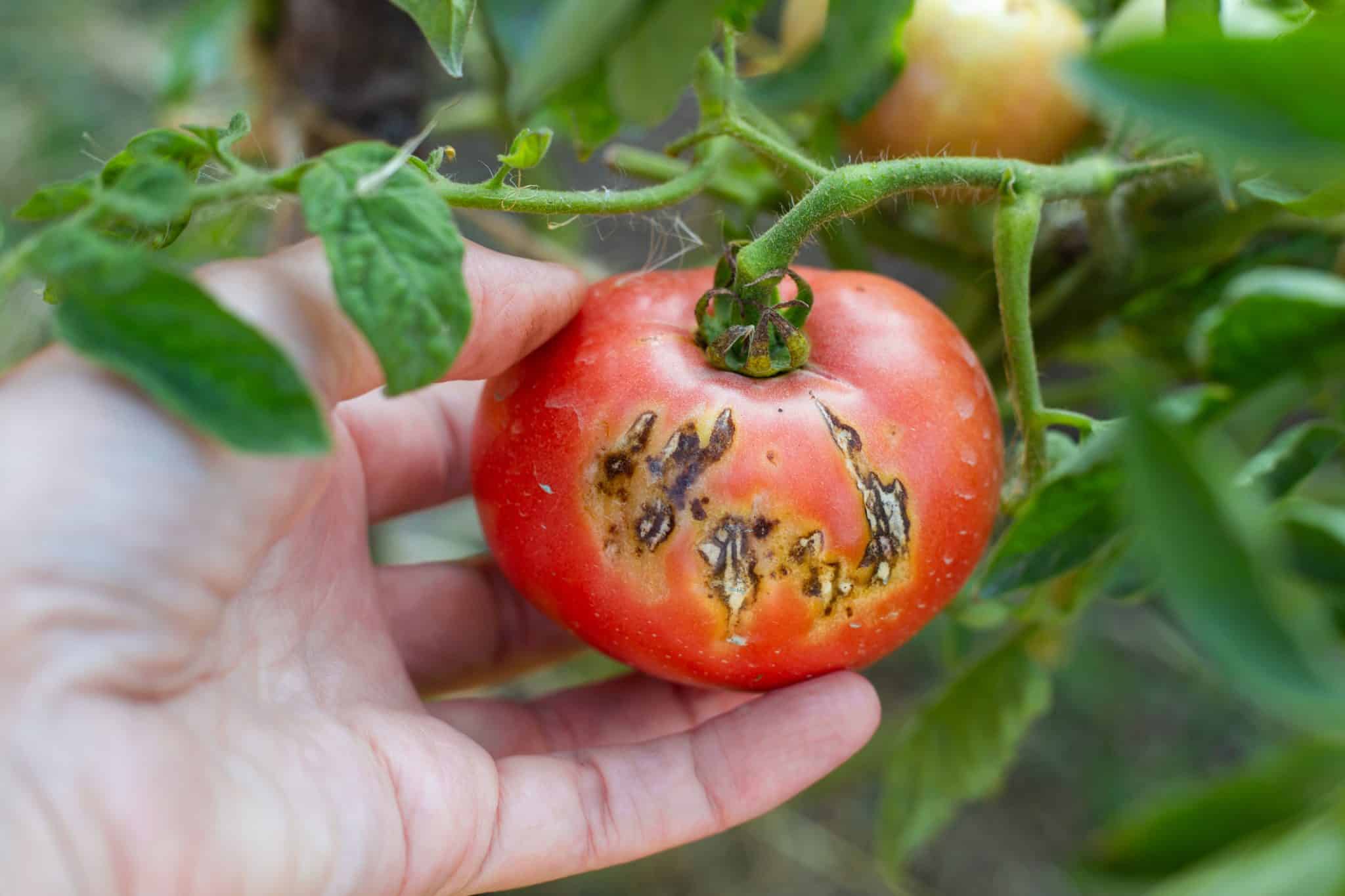 tomate-pourrie