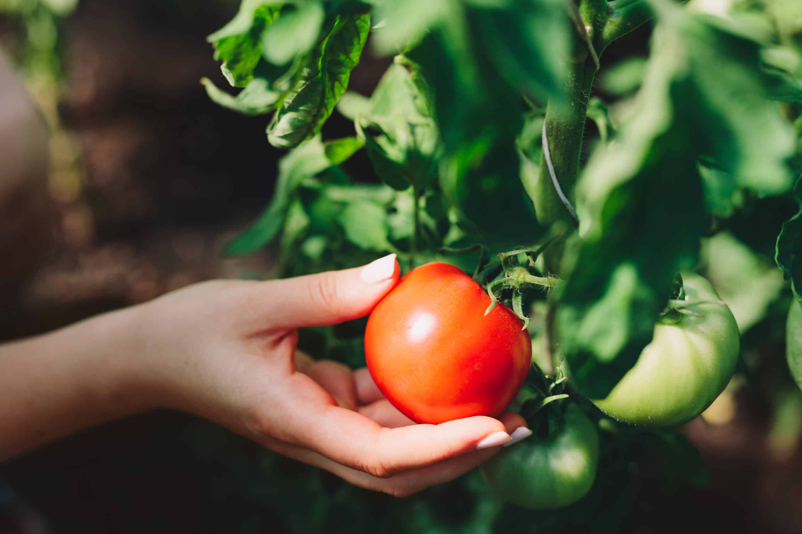 Woman picking tomatoes from a tree. Woman picking tomatoes from a tree.