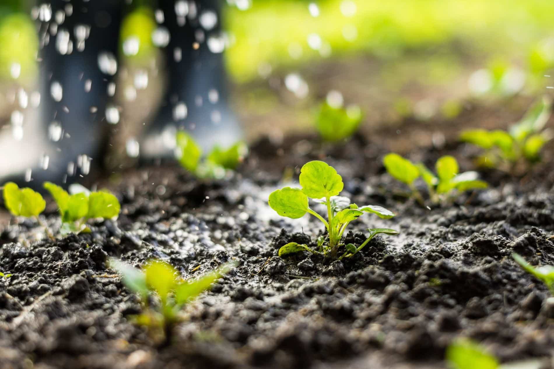 arroser jardin arroser jardin