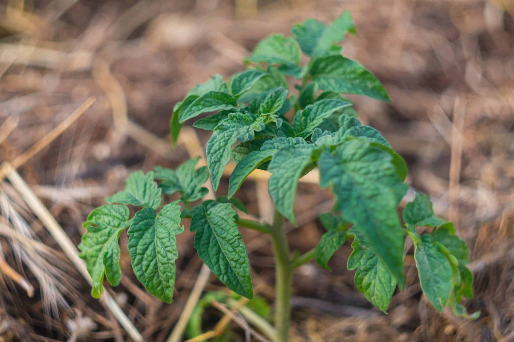 tomates paillage 2048x1363 tomates paillage 2048x1363