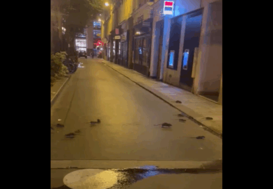 rats paris