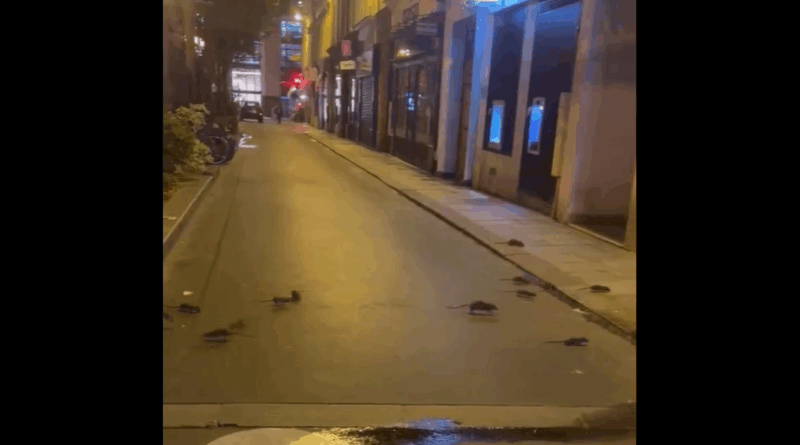 rats paris