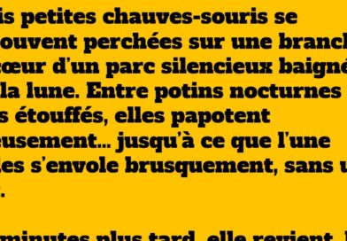 blague chauves souris