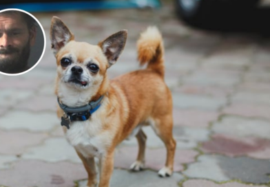 tue son chien dans un four