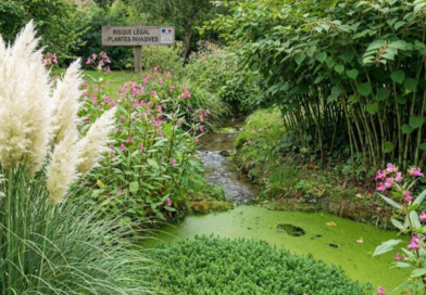 amende plantes invasives