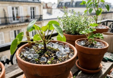 Un jeune Belge vient tout juste d’épouser une magnifique jeune femme. Le lendemain matin, ses amis le croisent par hasard et lui lancent « Alors, cette nuit de noces, ça a donné quoi » « Oh, je