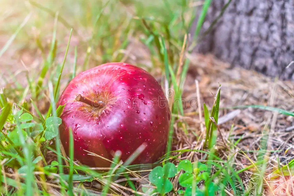 une grosse pomme rouge et mature est tombée de l arbre à la terre dans herbe verte 199461057