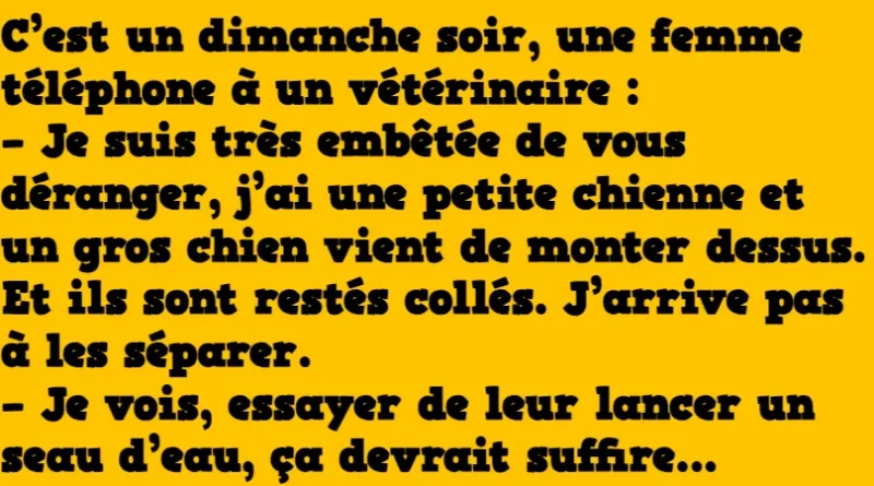 Blague une femme appelle son vétérinaire