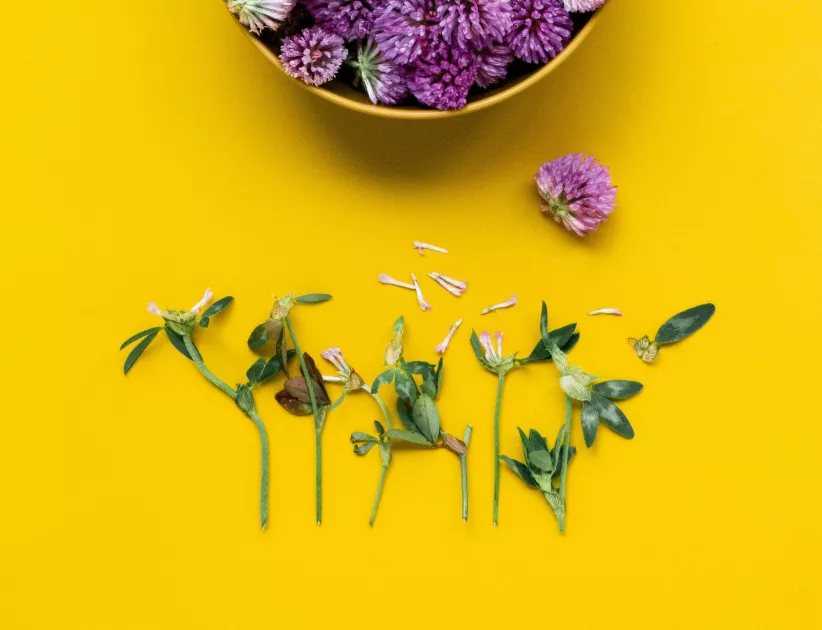 plantes médicinales
