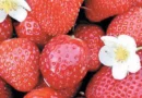 Comment choisir, planter et entretenir vos fraisiers