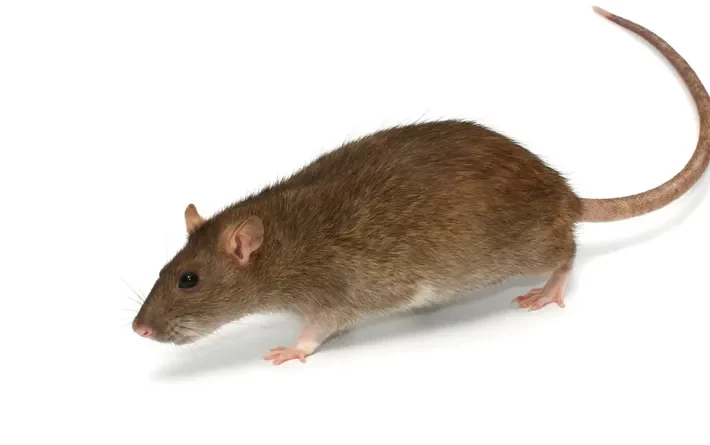 adopter un rat