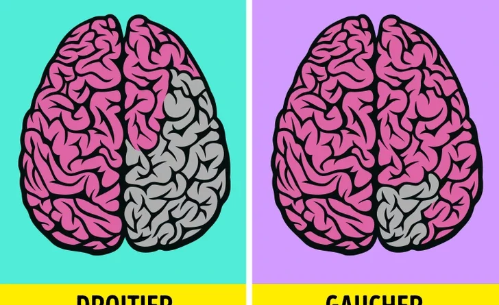 Droitier ou gaucher : une question génétique