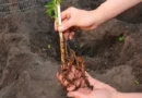 planter des grimpantes en racines nues