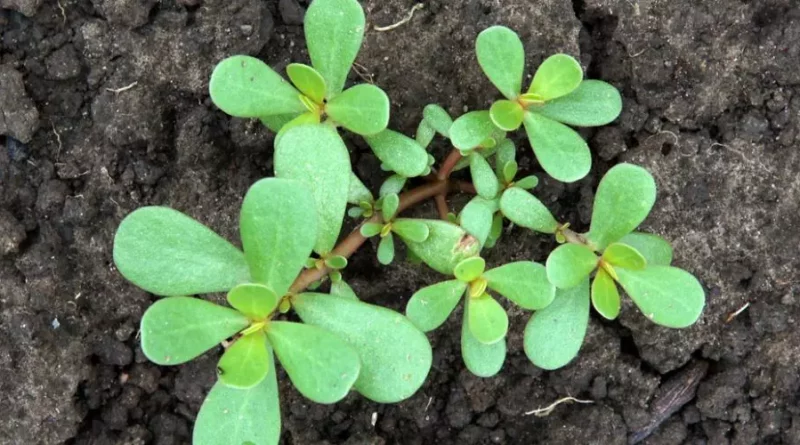 Le pourpier est l’une des plantes les plus puissantes