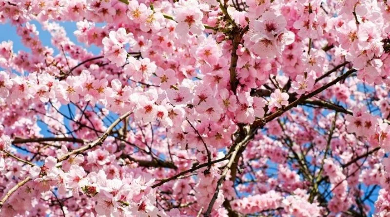cerisier-japonais-800x445.jpg