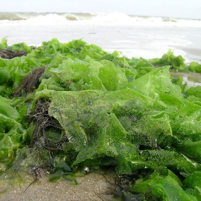 Ces algues qui nourrissent - Grands Mères