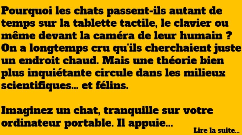 blague chat