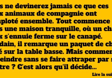 blague chien et chat
