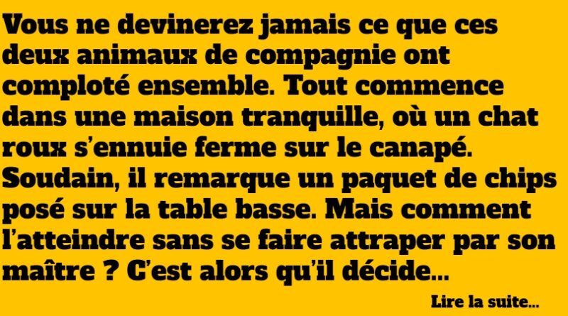 blague chien et chat