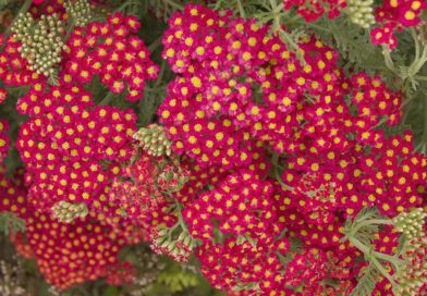 plantes couvre-sol incontournables pour survivre à la sécheresse estivale