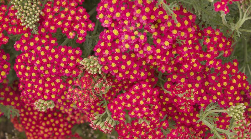 plantes couvre-sol incontournables pour survivre à la sécheresse estivale