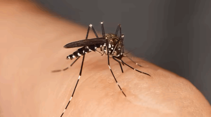 moustique tigre insecte piqure