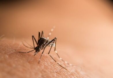 trois nouveaux décès imputés au chikungunya