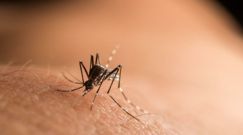 trois nouveaux décès imputés au chikungunya