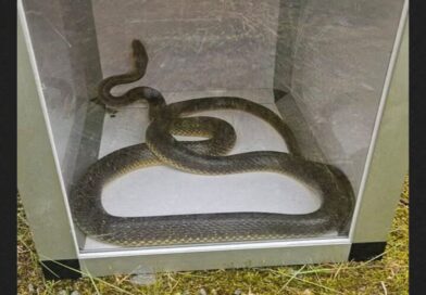 Ils ont trouvé un serpent dans leur salon... puis un second quelques heures plus tard. Une histoire improbable mais vraie. Partagez votre avis ci-dessous 👇