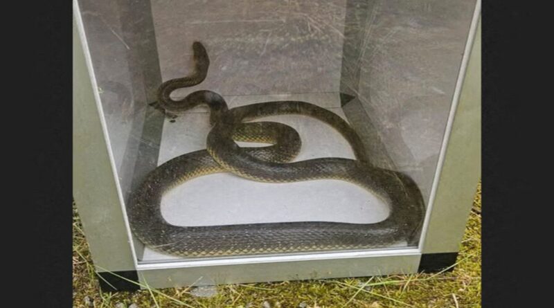 Ils ont trouvé un serpent dans leur salon... puis un second quelques heures plus tard. Une histoire improbable mais vraie. Partagez votre avis ci-dessous 👇