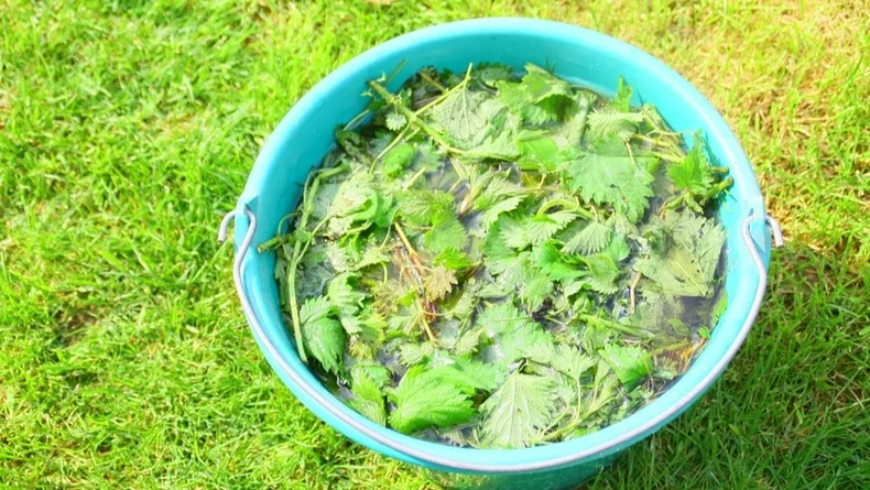 Ces purins de plantes que nos grands parents préparaient dans le jardin refont un tabac recette facile et efficace