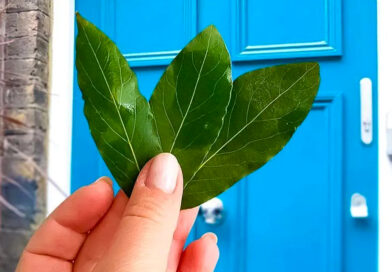 Des-feuilles-de-laurier-