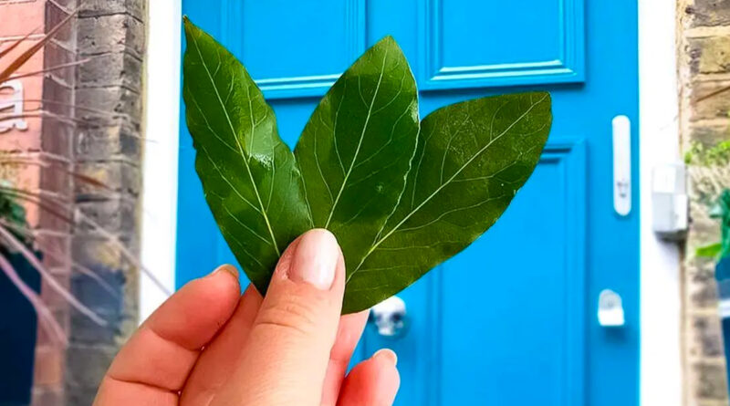 Éloignez tous les insectes de votre maison grâce à cette astuce incroyablement simple