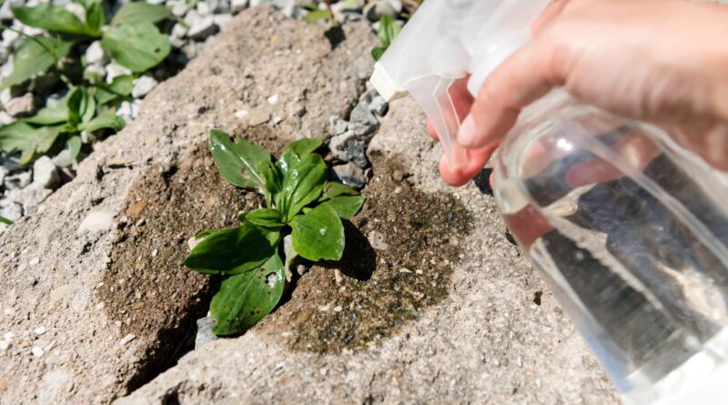 recette maison pour fabriquer un désherbant naturel, hyper économique et surpuissant