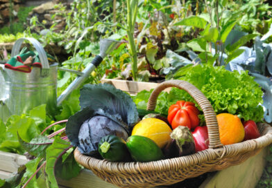 Transformez votre jardin en paradis floral 5 plantes à semer d'urgence en juin