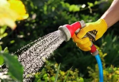 arrosage plante 1.jpg