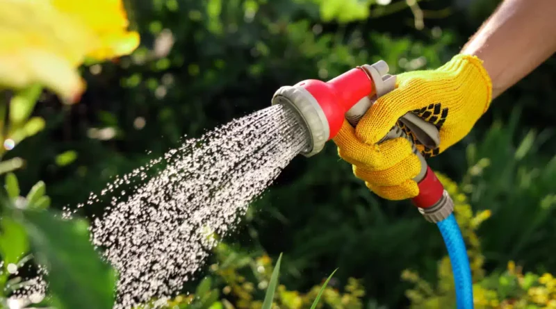 arrosage plante 1.jpg