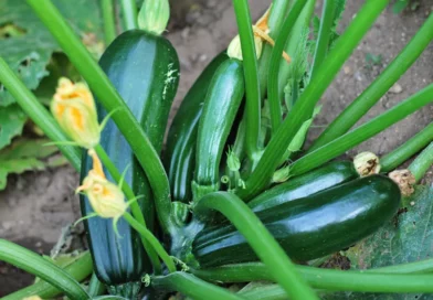 Pourquoi adopter le marc de café pour vos courgettes ?