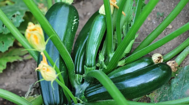 Pourquoi adopter le marc de café pour vos courgettes ?