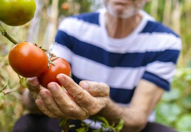 jardinier tomates