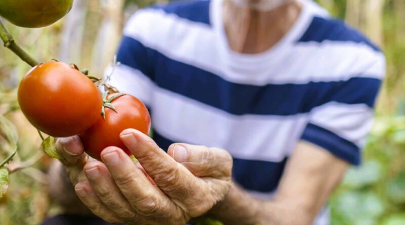 jardinier tomates