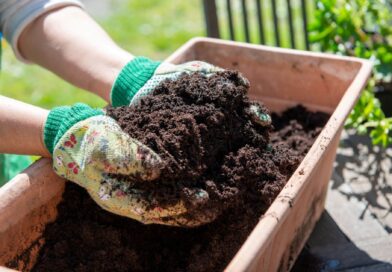mettre-terreau-plantes