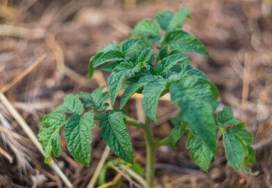tomates paillage 2048x1363