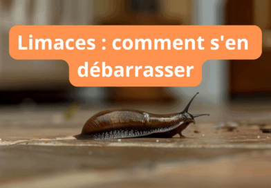 Votre texte de paragraphe